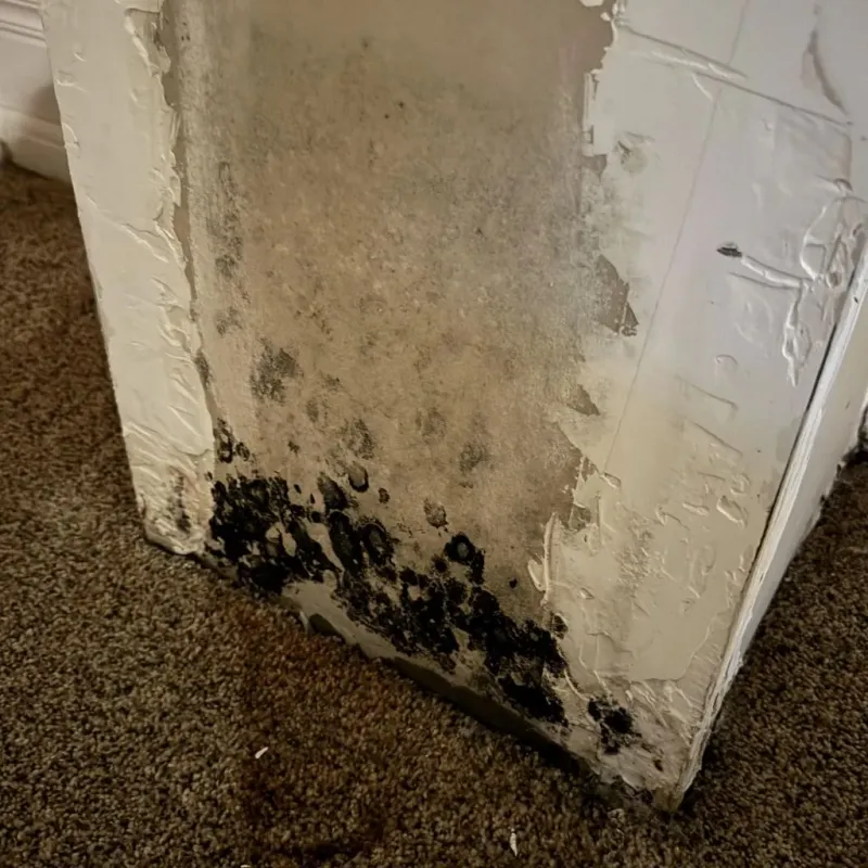 Professional Mold Removal in Olean, NY
